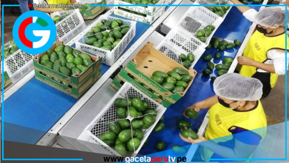 Nueva Ley Agraria fija Impuesto a la Renta del 15 % para agroexportadoras entre 2026-35
