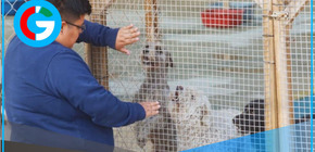 Rescatistas peruanos denuncian abandono estatal mientras luchan contra maltrato animal y crueldad cotidiana