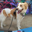 Gobierno reconoce al perro pastor Chiribaya como patrimonio cultural e impulsa su conservación integral