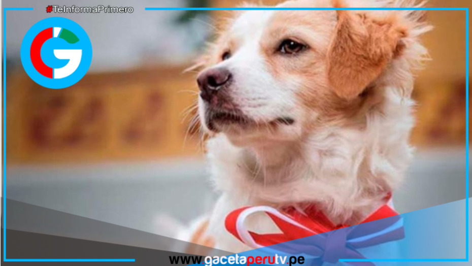 Congreso firma autógrafa y declara al perro pastor Chiribaya como Patrimonio Cultural