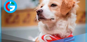 Congreso firma autógrafa y declara al perro pastor Chiribaya como Patrimonio Cultural