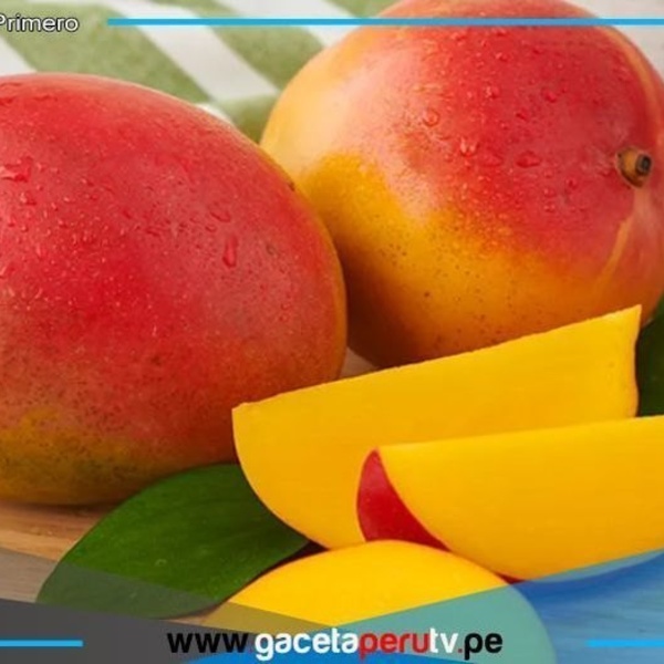 Comer dos mangos diarios reduce colesterol y presión arterial