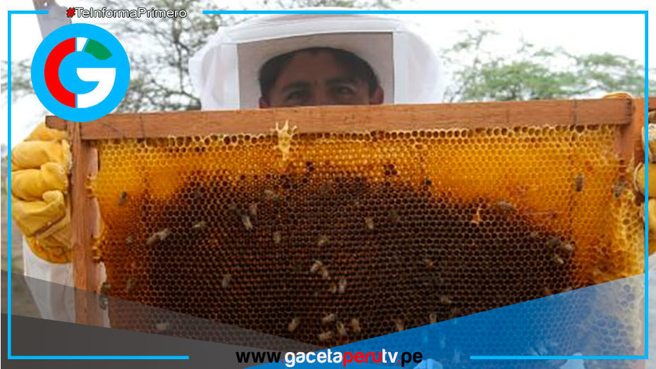 Lambayeque cuenta con 80,000 colmenas y una mayor producción de miel