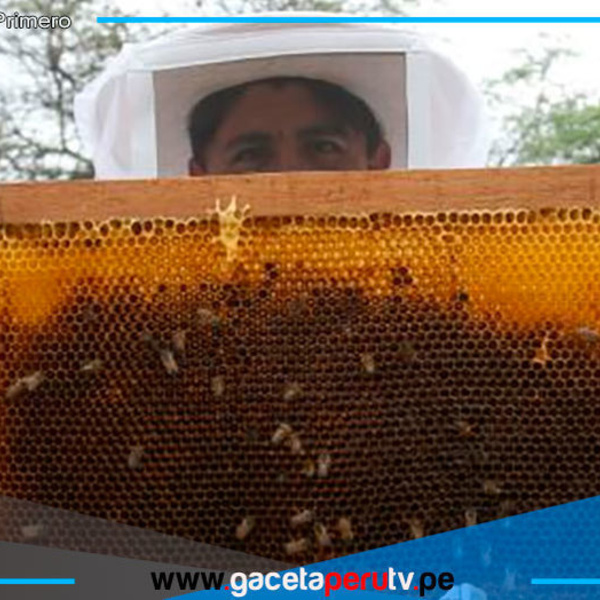 Lambayeque cuenta con 80,000 colmenas y una mayor producción de miel 