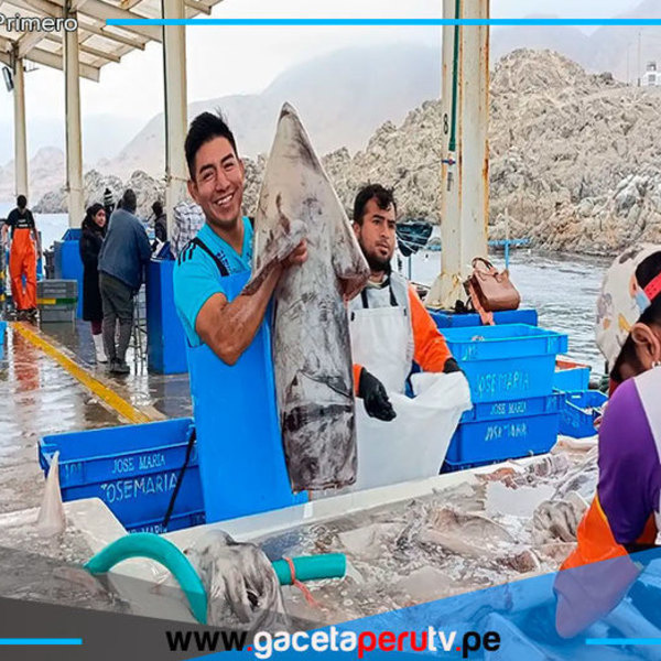 Pesca de pota reinicia el 1 de octubre