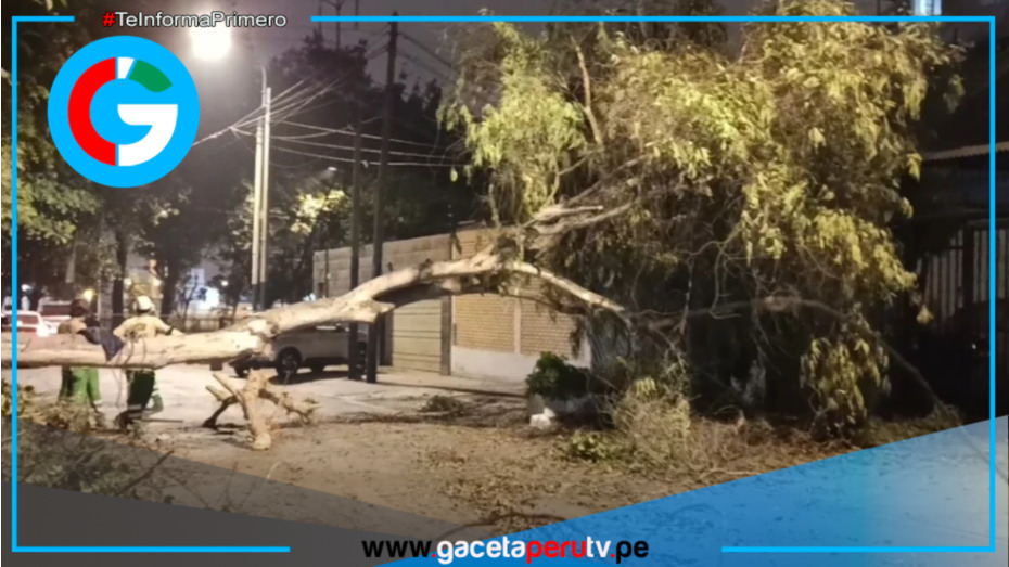 Árbol de eucalipto se desploma en La Molina afectando dos vehículos y una vivienda