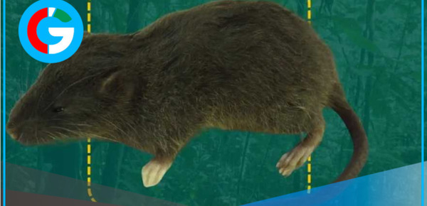 Descubren nueva especie de roedor en Parque Nacional Tingo María, Huánuco