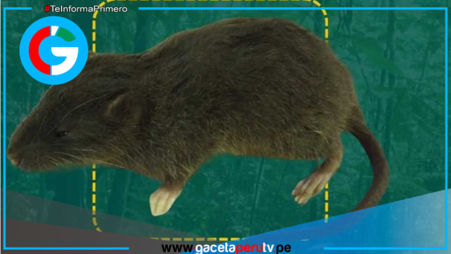 Descubren nueva especie de roedor en Parque Nacional Tingo María, Huánuco