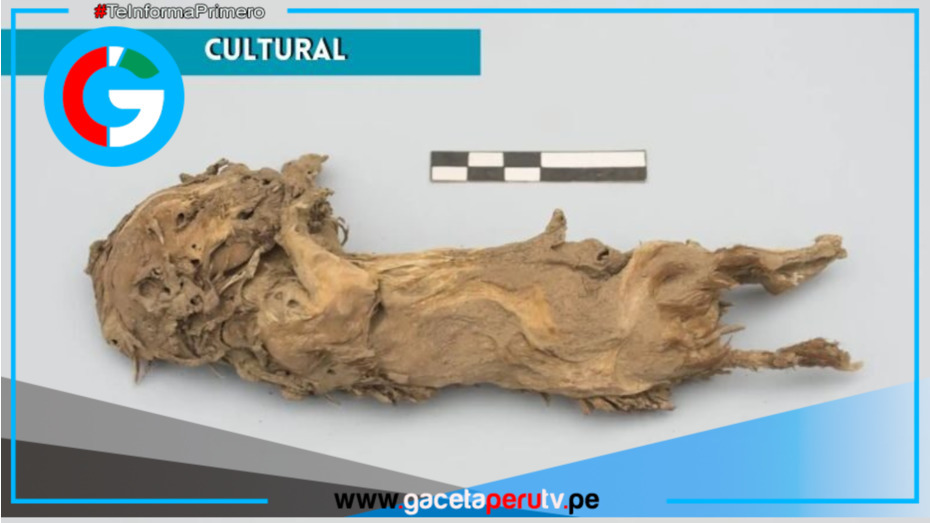 Descubren restos de cuyes vinculados al Castillo de Huarmey