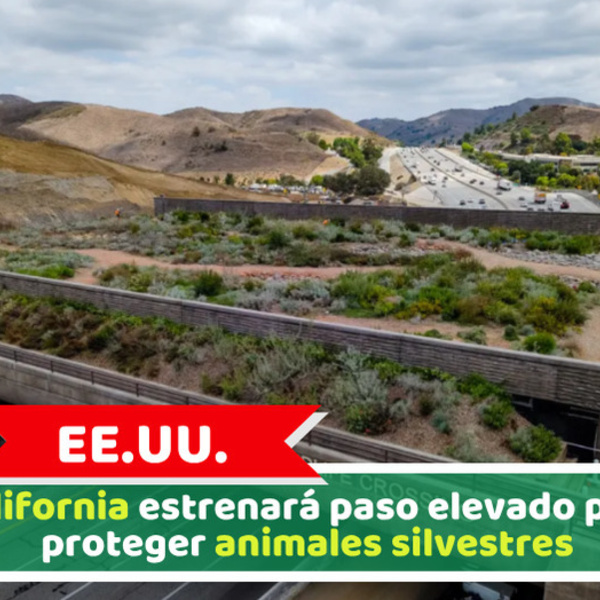 EE.UU.: California estrenará paso elevado para proteger animales silvestres