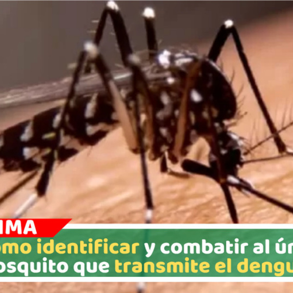 ¿Cómo identificar y combatir al único mosquito que transmite el dengue?