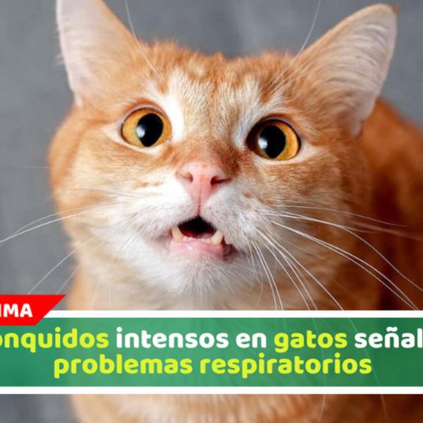 Ronquidos intensos en gatos señalan problemas respiratorios