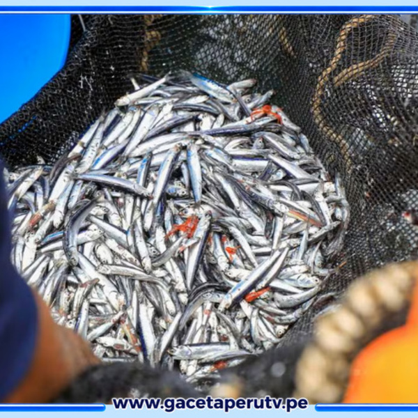 Gobierno descarta pesca de anchoveta para proteger el recurso