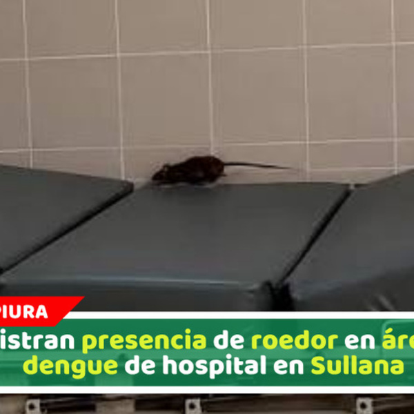 Registran presencia de roedor en área de dengue de hospital en Sullana