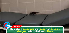 Registran presencia de roedor en área de dengue de hospital en Sullana