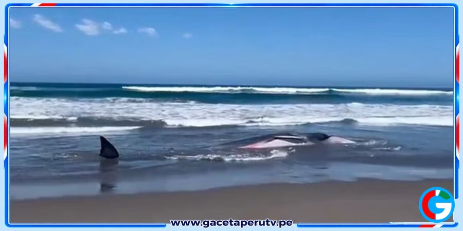 Arequipa: Murió ballena varada en playa de Islay