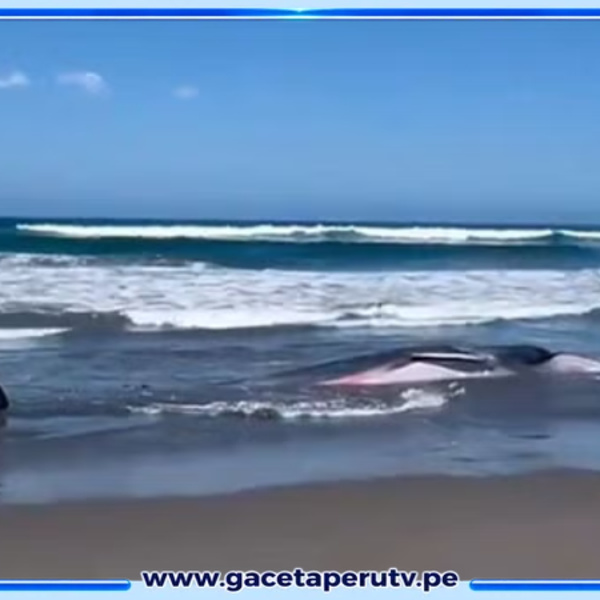 Arequipa: Murió ballena varada en playa de Islay