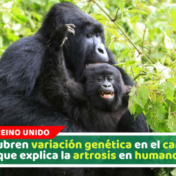 Descubren variación genética en el cartílago que explica la artrosis en humanos