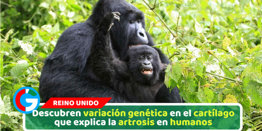 Descubren variación genética en el cartílago que explica la artrosis en humanos