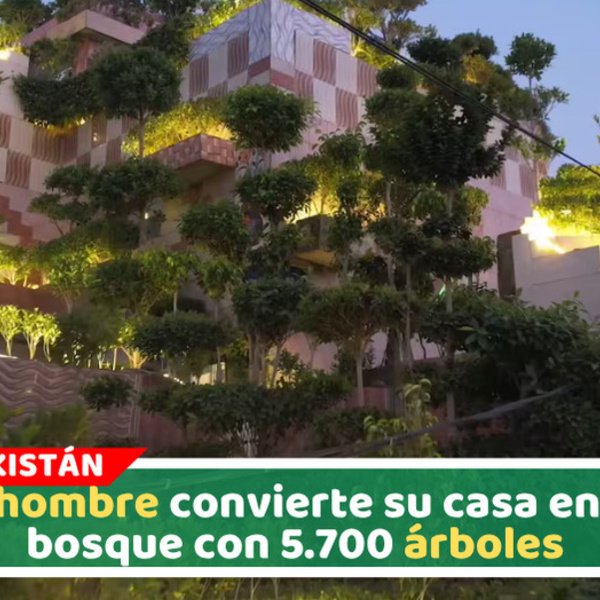 Un hombre convierte su casa en un bosque con 5.700 árboles