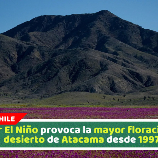 Súper El Niño provoca la mayor floración del desierto de Atacama desde 1997