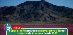 Súper El Niño provoca la mayor floración del desierto de Atacama desde 1997