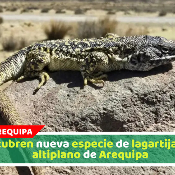 Descubren nueva especie de lagartija en el altiplano de Arequipa