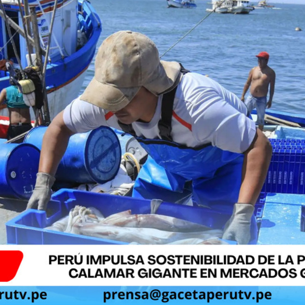 Perú impulsa sostenibilidad de la pesquería de calamar gigante en mercados globales