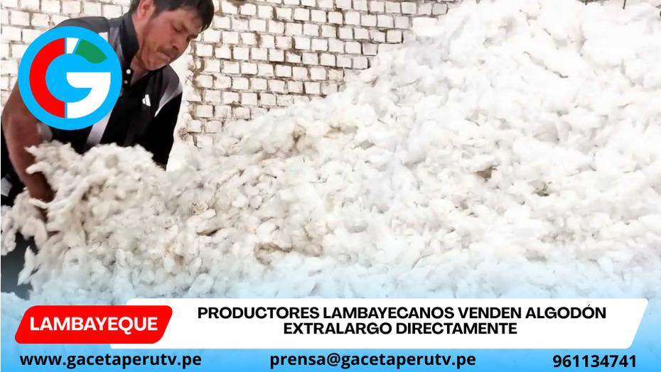 Productores lambayecanos venden algodón extralargo directamente gracias a programa Agromercado
