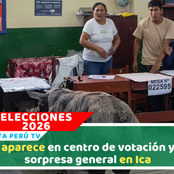 Cerdo irrumpe en local de votación y sorprende a electores en Ica