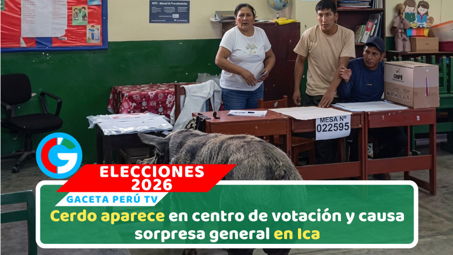 Cerdo irrumpe en local de votación y sorprende a electores en Ica