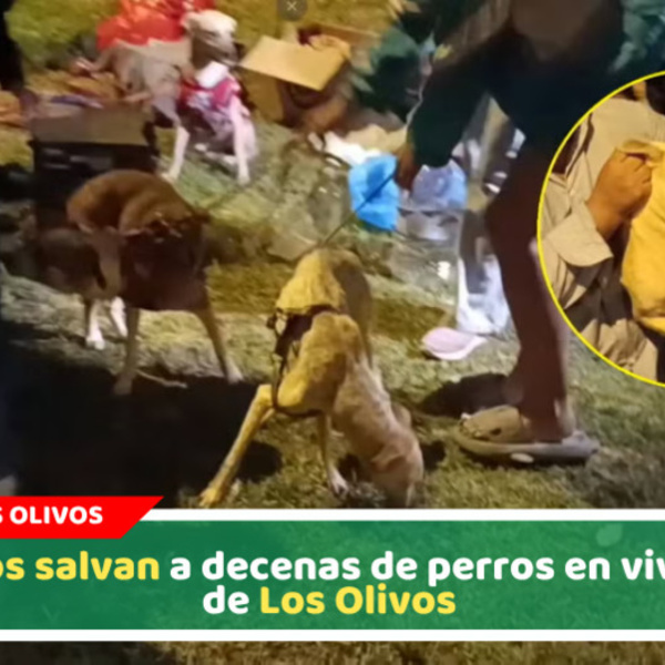 Rescatan más de 30 perros víctimas de maltrato en Los Olivos