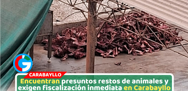 Vecina denuncia hallazgo de restos de caballos y burros en Carabayllo
