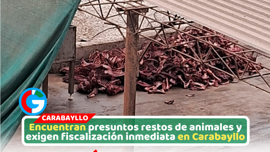 Vecina denuncia hallazgo de restos de caballos y burros en Carabayllo