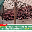 Vecina denuncia hallazgo de restos de caballos y burros en Carabayllo