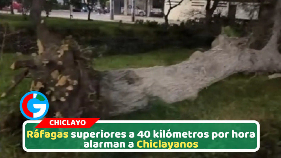 Fuertes vientos azotan Chiclayo y derriban árbol en Santa Victoria