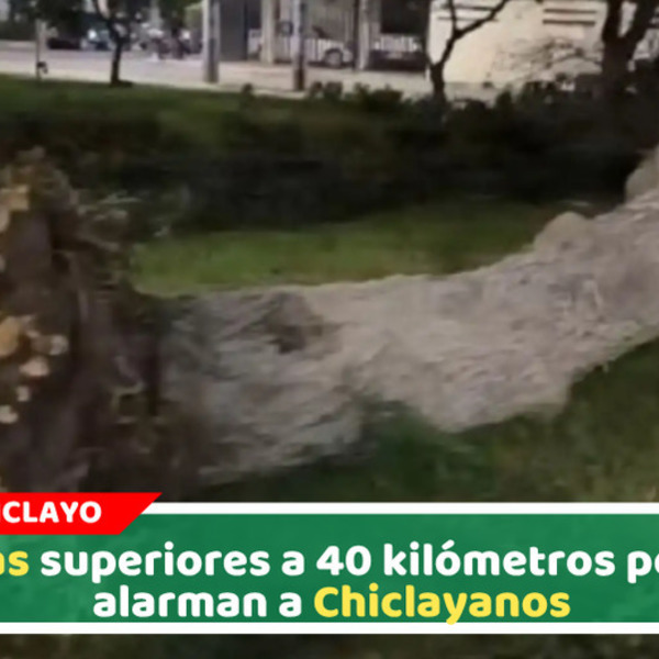 Fuertes vientos azotan Chiclayo y derriban árbol en Santa Victoria