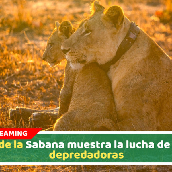 'Reino de la Sabana': La nueva serie de historia natural de BBC Studios que llega a HBO MAX