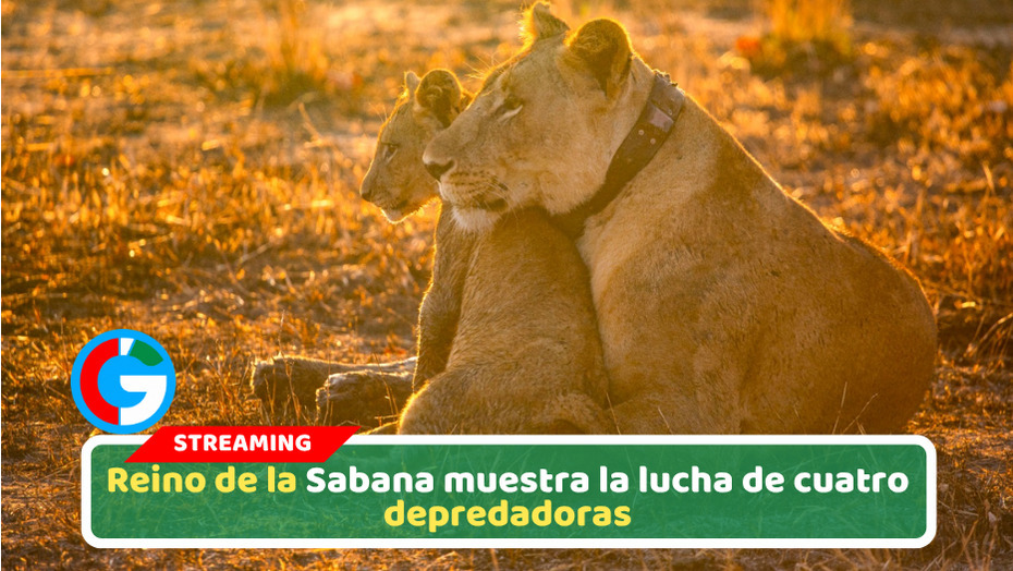 'Reino de la Sabana': La nueva serie de historia natural de BBC Studios que llega a HBO MAX