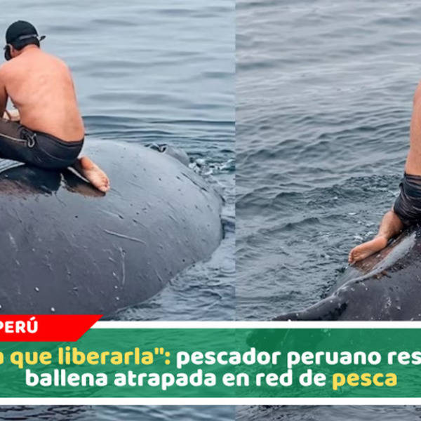 "Tenía que liberarla": pescador peruano rescata a ballena atrapada en red de pesca