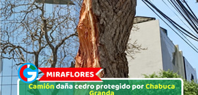 Miraflores: Camión daña cedro protegido por Chabuca Granda