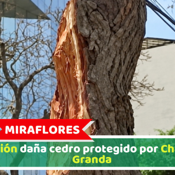 Miraflores: Camión daña cedro protegido por Chabuca Granda