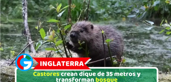 Inglaterra: Castores crean dique de 35 metros y transforman bosque