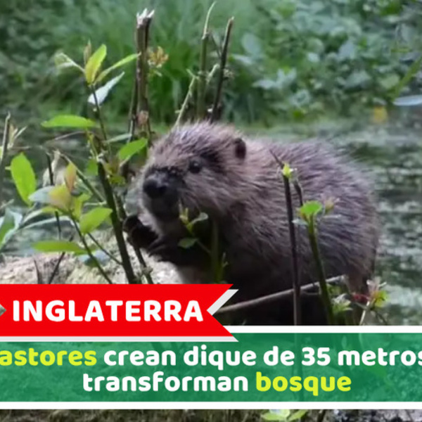 Inglaterra: Castores crean dique de 35 metros y transforman bosque
