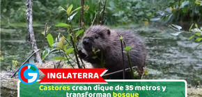Inglaterra: Castores crean dique de 35 metros y transforman bosque