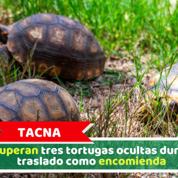 Tacna: Recuperan tres tortugas ocultas durante traslado como encomienda