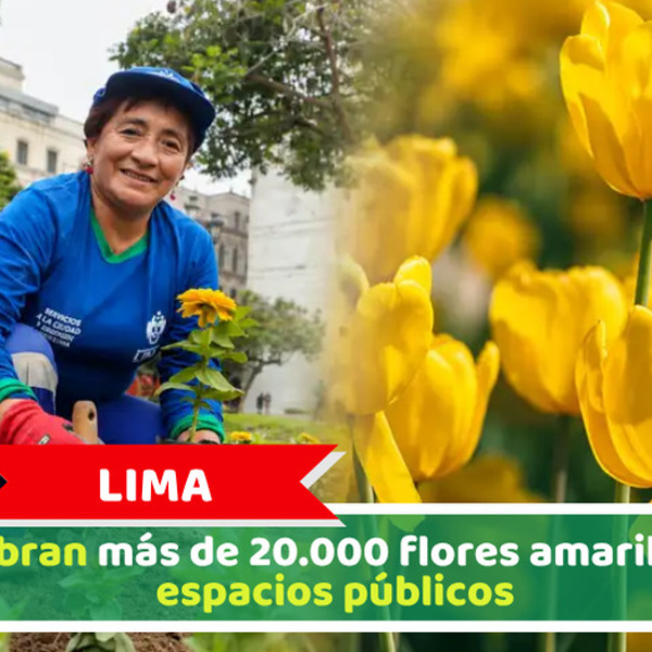 Siembran más de 20.000 flores amarillas en espacios públicos  de Lima