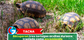 Tacna: Recuperan tres tortugas ocultas durante traslado como encomienda