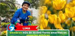 Siembran más de 20.000 flores amarillas en espacios públicos  de Lima