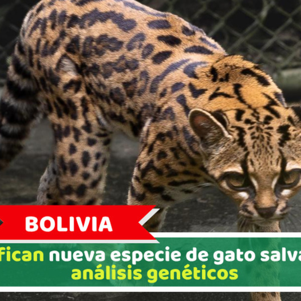 Bolivia: Identifican nueva especie de gato salvaje tras análisis genéticos